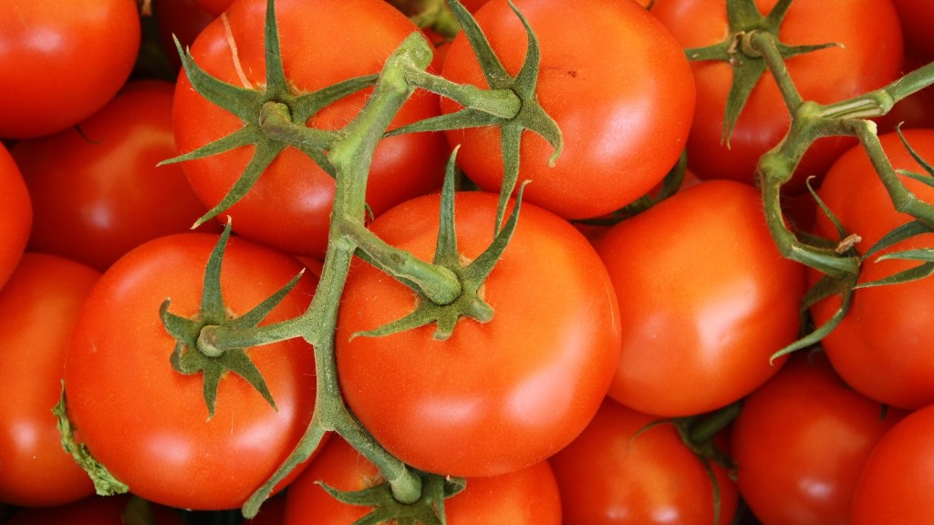 新鲜西红柿可以在冰箱里保存多久